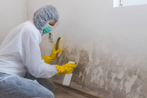 Best HVAC Mold Inspection and Cleaning  in Jackson, AL