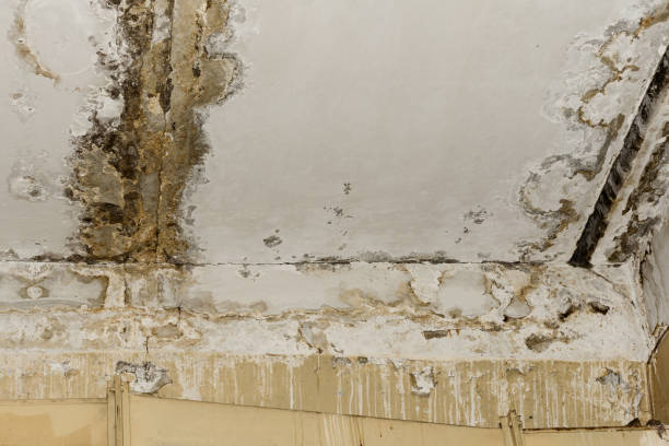 Best Airborne Mold Testing  in Jackson, AL