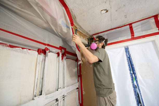 Professional Mold Removal in Jackson, AL