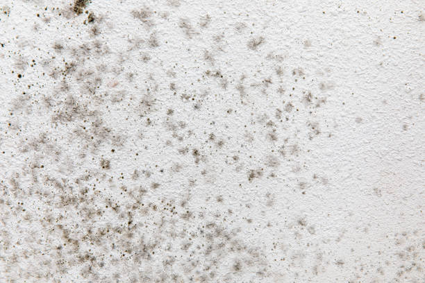 Best Asbestos and Lead Testing During Mold Inspection  in Jackson, AL