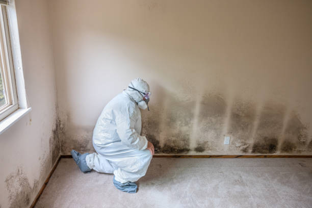 Mold Remediation for Rental Properties in Jackson, AL