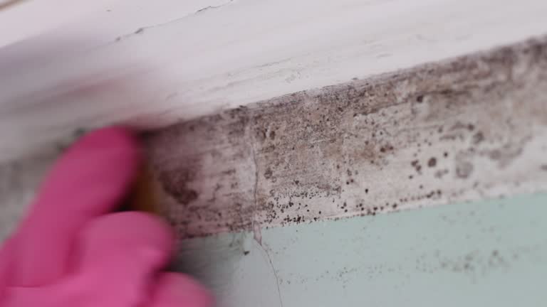 Best Mold Prevention Services  in Jackson, AL